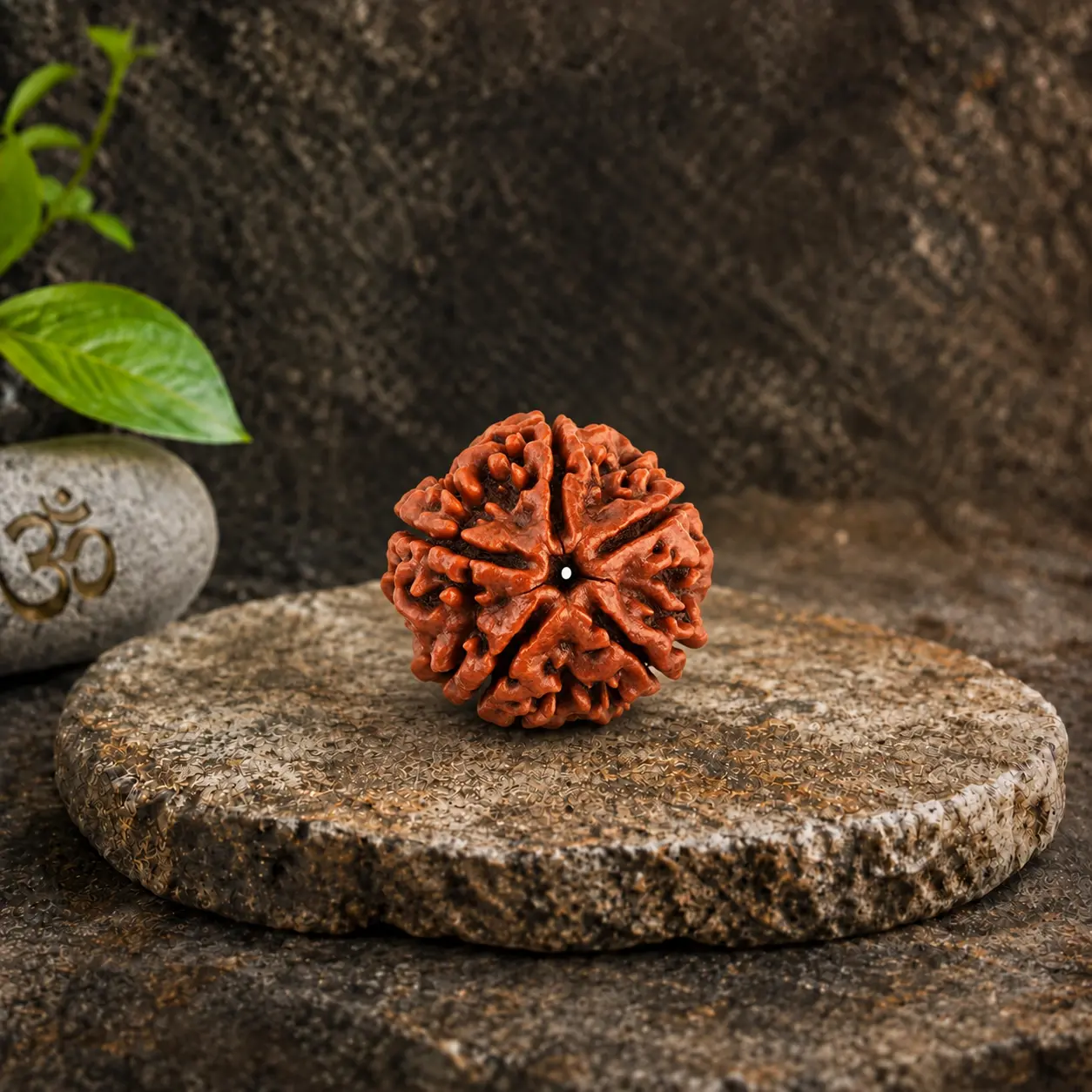 5 Mukhi Rudraksha